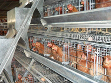 layer cage